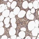 LRRC25 Polyclonal Antibody