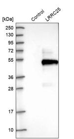 LRRC25 Antibody in Western Blot (WB)