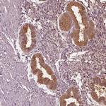 PAEP Antibody in Immunohistochemistry (IHC)
