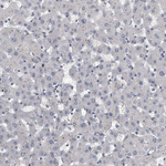 KLHL7 Antibody in Immunohistochemistry (Paraffin) (IHC (P))