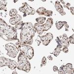 RFC2 Antibody in Immunohistochemistry (Paraffin) (IHC (P))