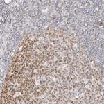 RFC2 Antibody in Immunohistochemistry (Paraffin) (IHC (P))