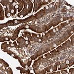 MKRN3 Antibody in Immunohistochemistry (Paraffin) (IHC (P))