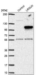 LRGUK Antibody in Western Blot (WB)