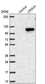 LRGUK Antibody in Western Blot (WB)