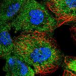 MTURN Antibody in Immunocytochemistry (ICC/IF)