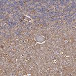 MTURN Antibody in Immunohistochemistry (Paraffin) (IHC (P))