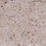 MTURN Antibody in Immunohistochemistry (IHC)