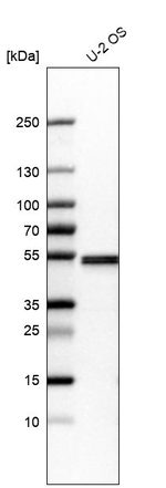 Septin-7 Antibody in Western Blot (WB)