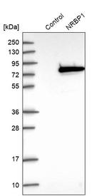 NRBP Antibody in Western Blot (WB)