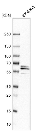 CPNE3 Antibody in Western Blot (WB)