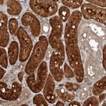 EXOC3L1 Polyclonal Antibody