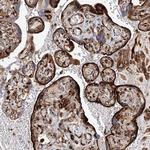 HGSNAT Antibody in Immunohistochemistry (Paraffin) (IHC (P))