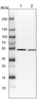 QRSL1 Antibody in Western Blot (WB)
