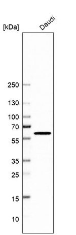 QRSL1 Antibody in Western Blot (WB)