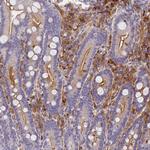SLC11A1 Antibody in Immunohistochemistry (Paraffin) (IHC (P))