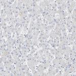 SBSPON Antibody in Immunohistochemistry (Paraffin) (IHC (P))
