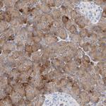 SBSPON Antibody in Immunohistochemistry (Paraffin) (IHC (P))