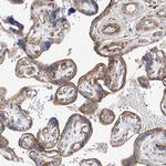 SBSPON Antibody in Immunohistochemistry (Paraffin) (IHC (P))