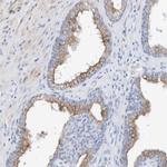 SBSPON Antibody in Immunohistochemistry (Paraffin) (IHC (P))