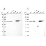 LAP3 Antibody in Western Blot (WB)