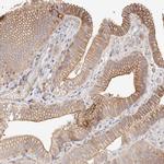 SLC35B2 Polyclonal Antibody