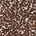 C17orf99 Antibody in Immunohistochemistry (Paraffin) (IHC (P))