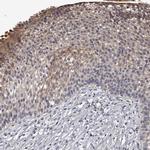 MDN1 Antibody in Immunohistochemistry (IHC)