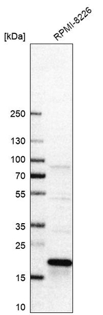RCL Antibody in Western Blot (WB)