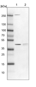 PDSS2 Antibody in Western Blot (WB)