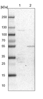 PDSS2 Antibody in Western Blot (WB)