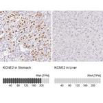 KCNE2 Antibody in Immunohistochemistry (IHC)