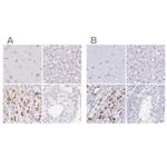 KCNE2 Antibody in Immunohistochemistry (IHC)