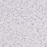 KCNE2 Antibody in Immunohistochemistry (IHC)