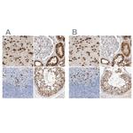 MAP7 Antibody in Immunohistochemistry (IHC)