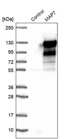 MAP7 Antibody in Western Blot (WB)