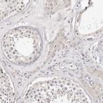 BCL2L15 Polyclonal Antibody