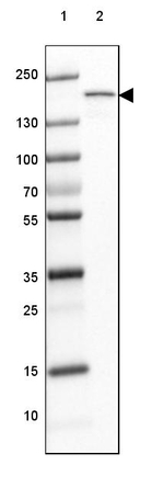 MYOM3 Antibody in Western Blot (WB)