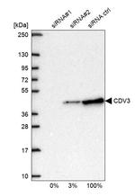 CDV3 Antibody in Western Blot (WB)