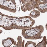 GADD45B Antibody in Immunohistochemistry (IHC)