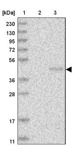PNRC1 Antibody in Western Blot (WB)
