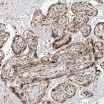 CLDND1 Antibody in Immunohistochemistry (Paraffin) (IHC (P))