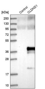 CLDND1 Antibody in Western Blot (WB)