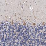 NKAIN4 Antibody in Immunohistochemistry (Paraffin) (IHC (P))