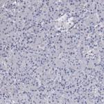 NKAIN4 Antibody in Immunohistochemistry (Paraffin) (IHC (P))