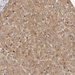 FAM185A Antibody in Immunohistochemistry (Paraffin) (IHC (P))