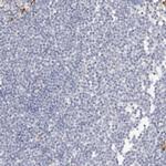 FAM185A Antibody in Immunohistochemistry (Paraffin) (IHC (P))