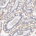 FAM185A Antibody in Immunohistochemistry (Paraffin) (IHC (P))