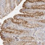 FAM185A Antibody in Immunohistochemistry (Paraffin) (IHC (P))