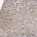 PGBD2 Antibody in Immunohistochemistry (Paraffin) (IHC (P))